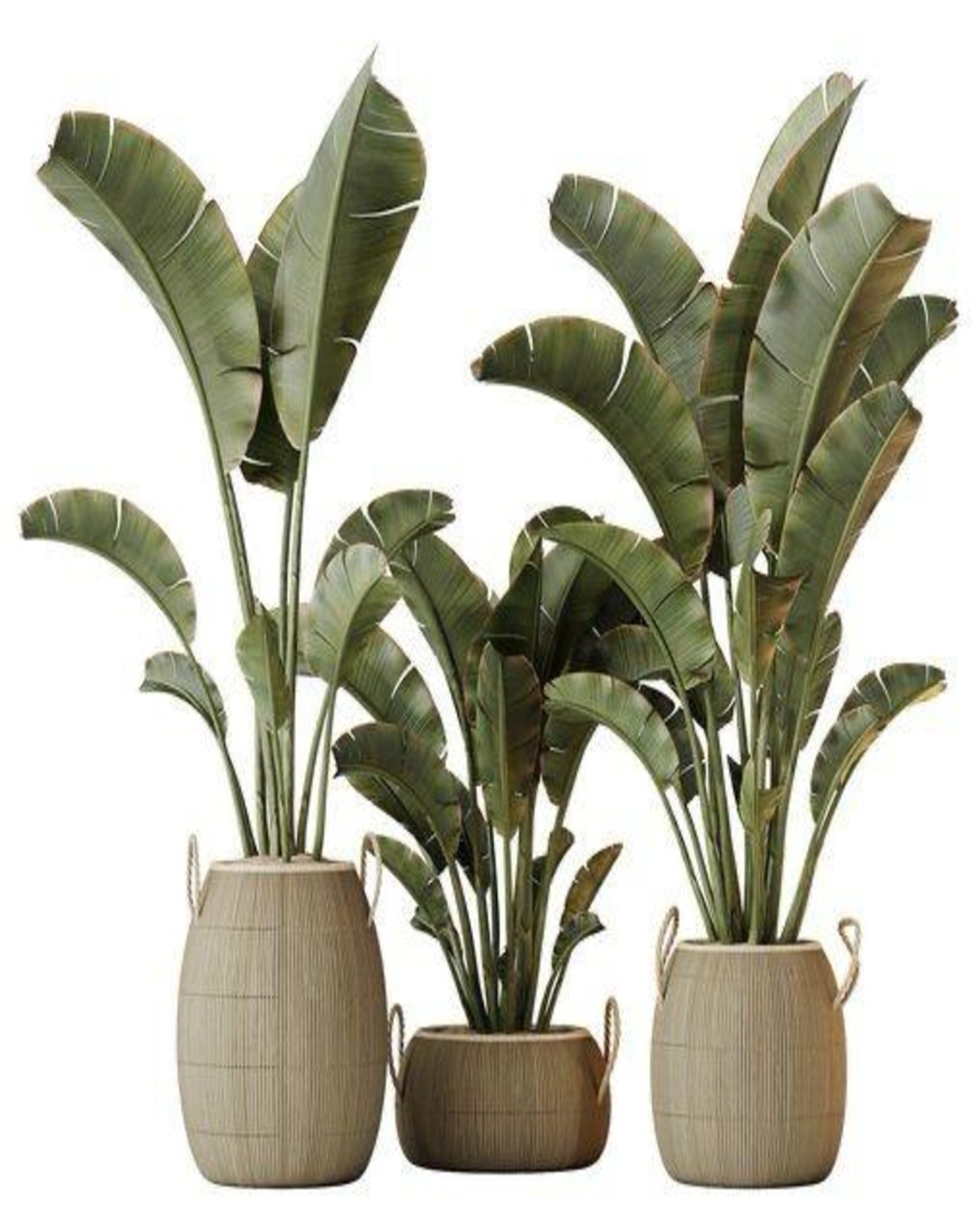 BloomEdge Indoor Planters ANGIE HOMES