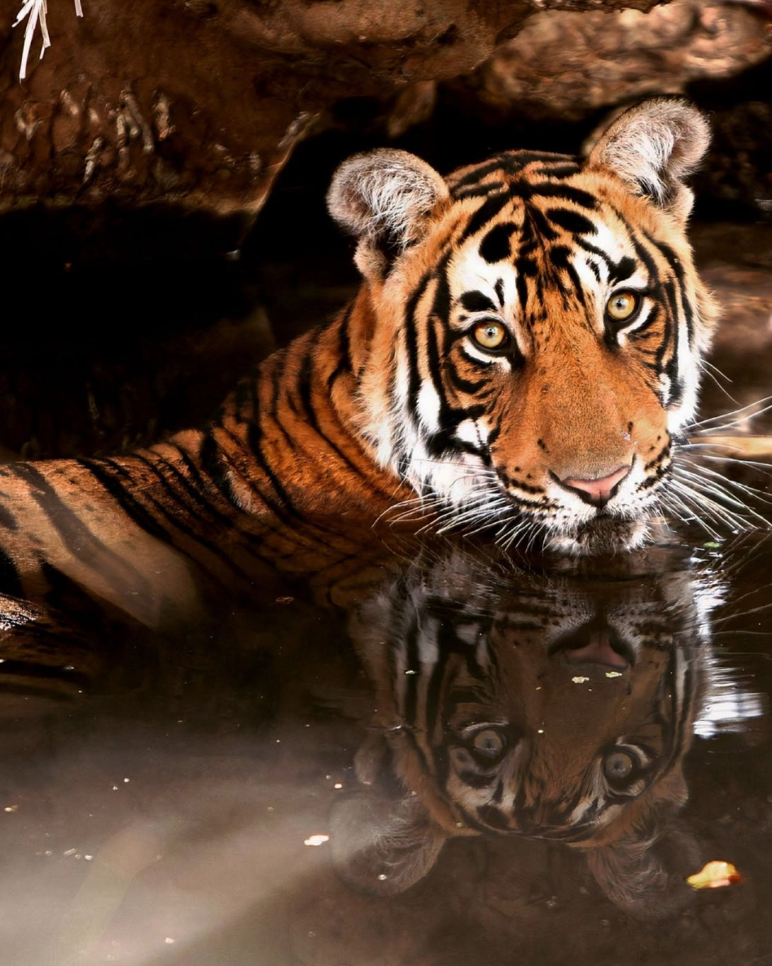 Luxury Wild life photography