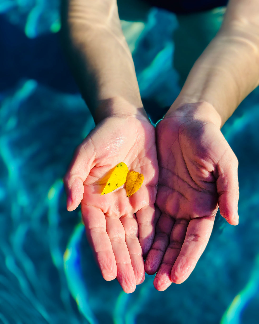 Photography of Sand Dollars