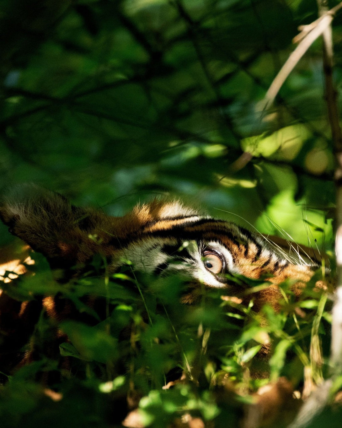 Luxury wild photography