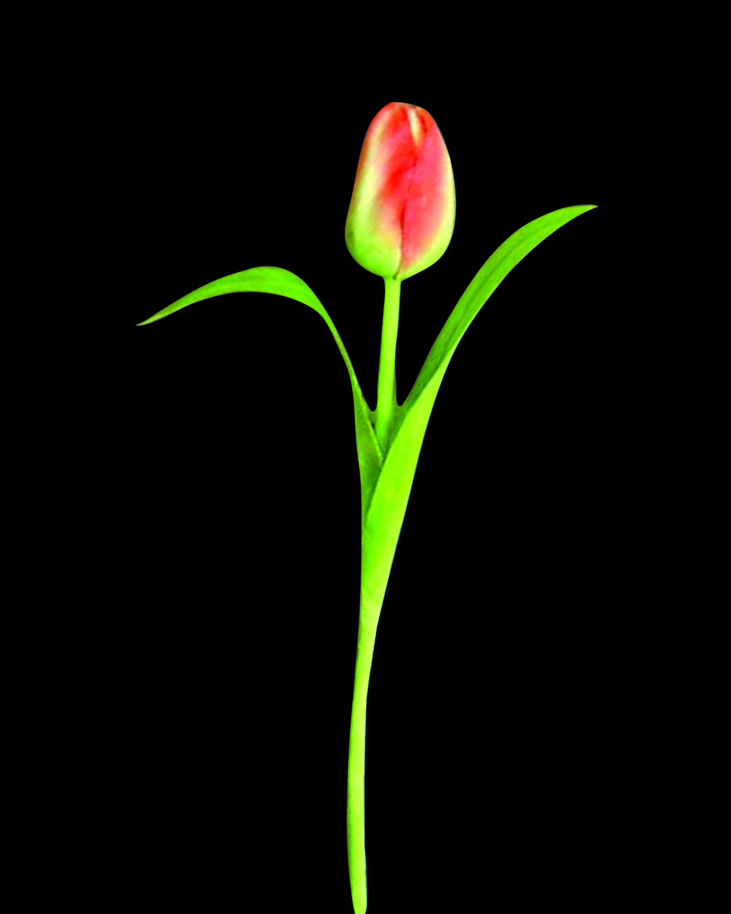 Artificial Orange Tulip Flower Bunch