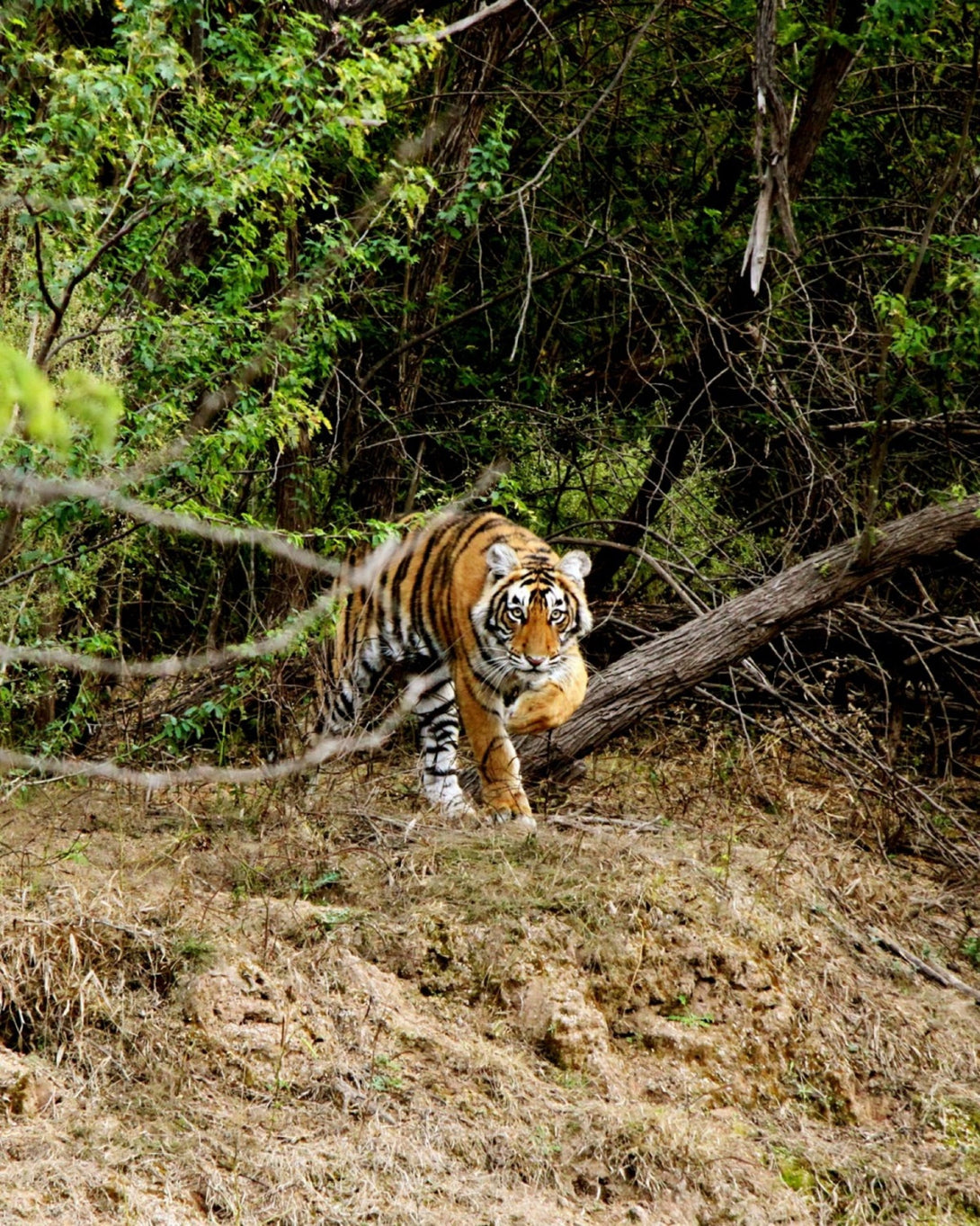 luxury Wild Life Photography